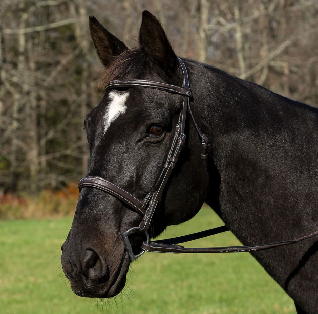 HDR Pro Mono Crown Bridle with Padded Wide Noseband with Laced Reins