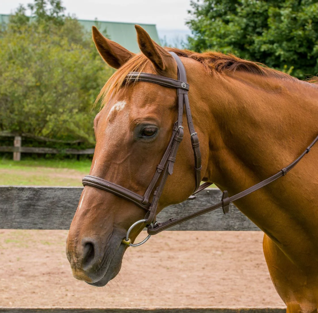 HDR Kushi Raised Fancy Stitched Bridle